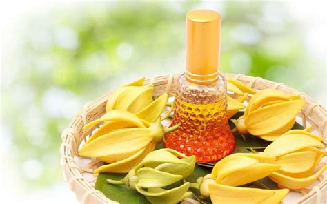 aceites esenciales ylang usos.